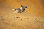 Lagotto Romagnolo