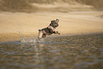 Lagotto Romagnolo