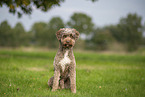 Lagotto Romagnolo