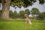 Lagotto Romagnolo