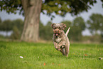 Lagotto Romagnolo