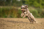 Lagotto Romagnolo