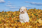 Lagotto Romagnolo Welpe