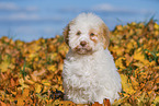Lagotto Romagnolo Welpe