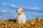 Lagotto Romagnolo Welpe