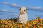 Lagotto Romagnolo Welpe