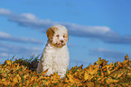 Lagotto Romagnolo Welpe
