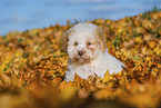 Lagotto Romagnolo Welpe