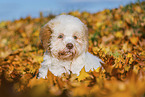 Lagotto Romagnolo Welpe