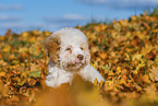 Lagotto Romagnolo Welpe