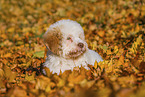 Lagotto Romagnolo Welpe