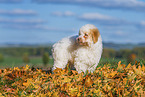 Lagotto Romagnolo Welpe