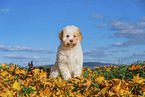 Lagotto Romagnolo Welpe