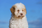 Lagotto Romagnolo Welpe