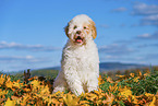 Lagotto Romagnolo Welpe