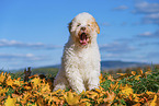 Lagotto Romagnolo Welpe