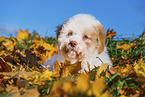 Lagotto Romagnolo Welpe