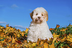 Lagotto Romagnolo Welpe