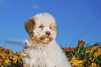 Lagotto Romagnolo Welpe