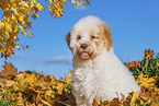 Lagotto Romagnolo Welpe