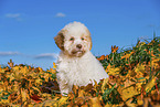 Lagotto Romagnolo Welpe