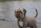 Lagotto Romagnolo