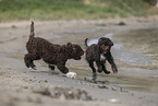 Lagotto Romagnolo