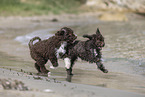 Lagotto Romagnolo