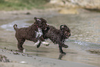 Lagotto Romagnolo