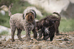 Lagotto Romagnolo