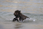 Lagotto Romagnolo