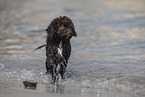 Lagotto Romagnolo