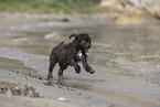 Lagotto Romagnolo