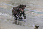 Lagotto Romagnolo