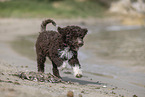 Lagotto Romagnolo