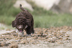 Lagotto Romagnolo
