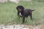 Lagotto Romagnolo