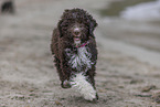 Lagotto Romagnolo