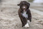 Lagotto Romagnolo