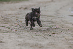 Lagotto Romagnolo