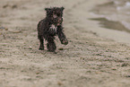 Lagotto Romagnolo