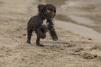 Lagotto Romagnolo