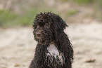 Lagotto Romagnolo