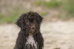 Lagotto Romagnolo