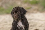Lagotto Romagnolo