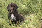 Lagotto Romagnolo