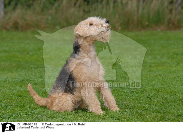 Lakeland Terrier auf Wiese / MR-02619