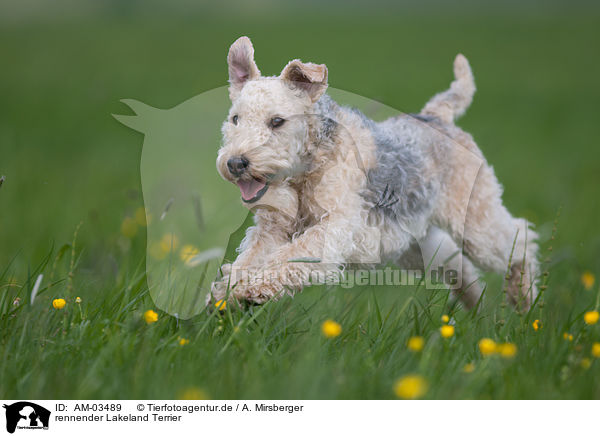rennender Lakeland Terrier / AM-03489
