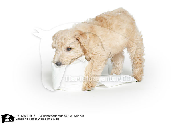 Lakeland Terrier Welpe im Studio / MW-12935