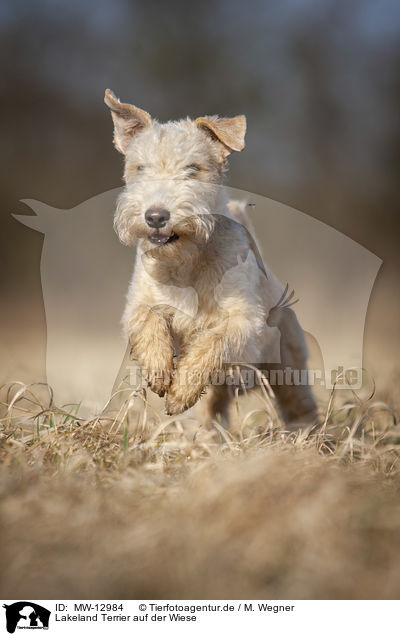 Lakeland Terrier auf der Wiese / MW-12984